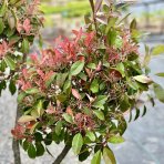 Červienka Fraserova (Photinia × fraseri) ´CORALLO´ - výška 150+ cm, kont. C90L (-24°C) BONSAJ - DECO MISA